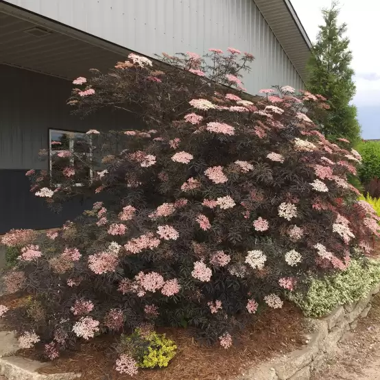 Black Lace Sambucus blooming in garden bed next to rock border